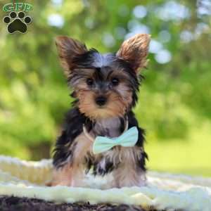 Ollie, Yorkie Puppy